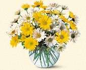 Dashing Daisies, picture
