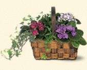 Mixed African Violet Basket, picture