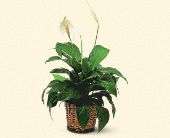 Small Spathiphyllum Plant, picture
