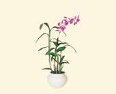 Dendrobium Orchid, picture