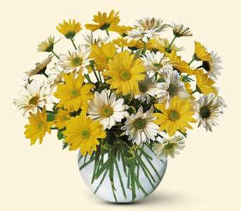 Dashing Daisies, picture