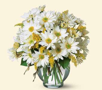 Daisy Cheer, picture