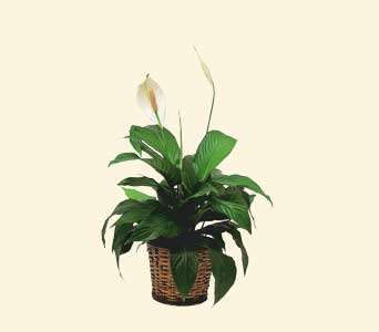 Small Spathiphyllum Plant, picture