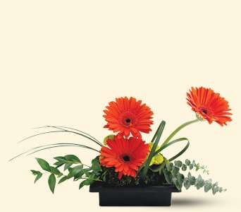 Teleflora's Zen Gerbera Bowl, picture