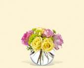 Pink Lemonade Roses, picture