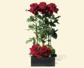 Scarlet Splendor Roses, picture