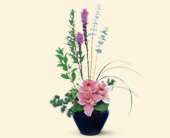 Orchid Cheer, picture