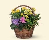 Petite European Basket, picture