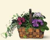 Mixed African Violet Basket, picture