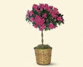Azalea Topiary, picture
