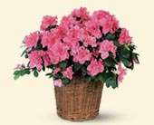 Pink Azalea, picture