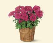 Purple Chrysanthemum, picture