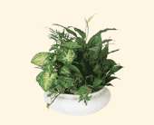 Medium Dish Garden, picture