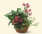 Dish Garden with Pinks, picture