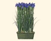 Iris Garden, picture