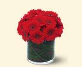 Red Gerbera Collection, picture