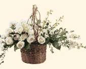 Basket of Light, picture
