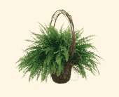 Faithful Fern, picture